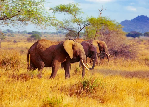 4 Days Tarangire, Serengeti and Ngorongoro Safari