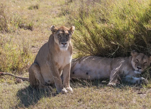 5-Day Tarangire, Serengeti, Ngorongoro Crater and Lake Manyara