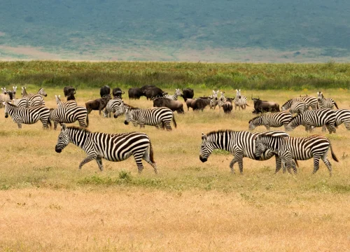 5-Night Serengeti, Ngorongoro Crater and Lake Eyasi Safari