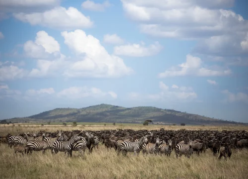 8 Days Great Migration Safari