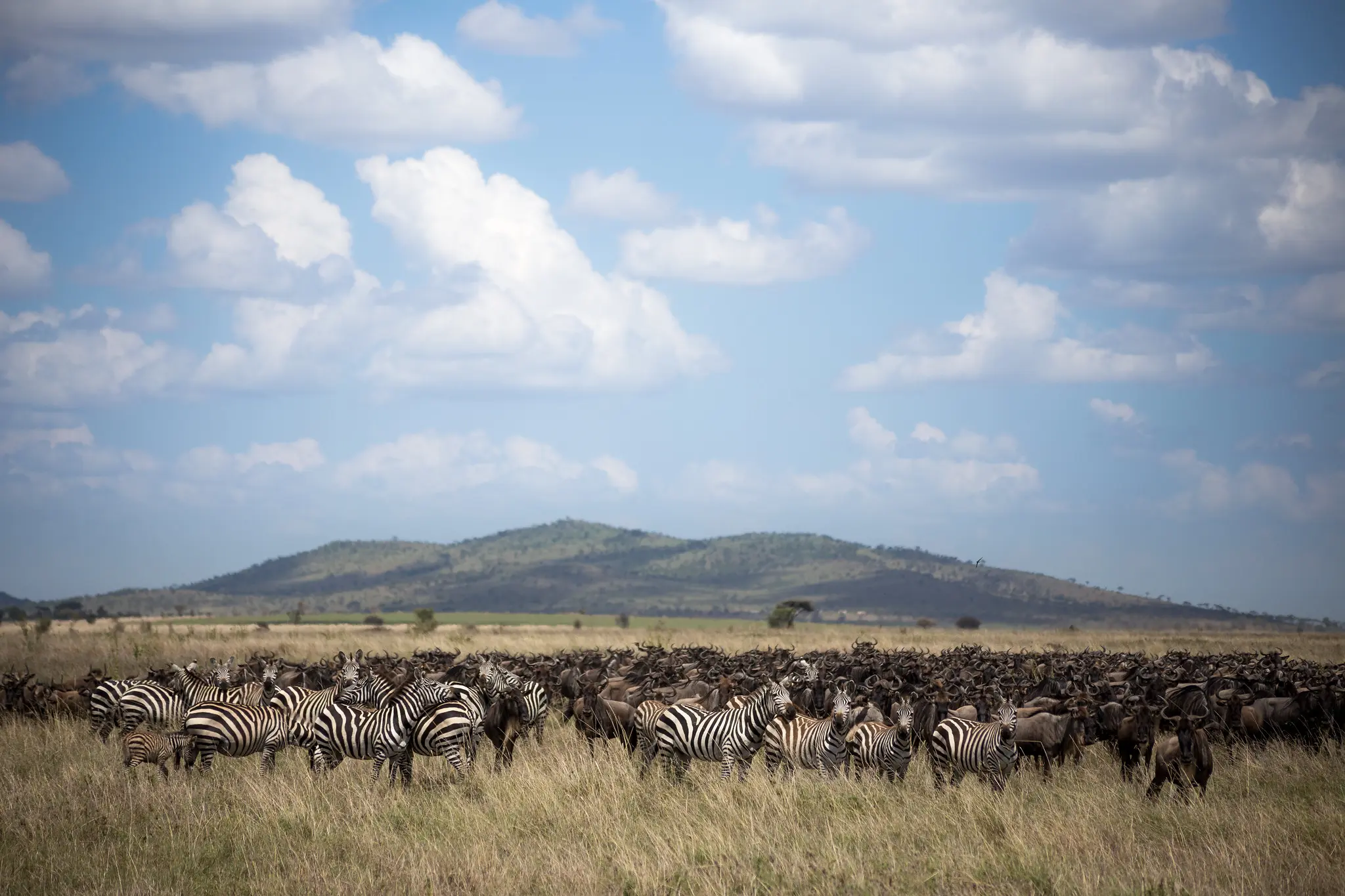 8 Days Great Migration Safari