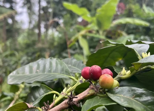 Arusha Farm Walk & Coffee Tour