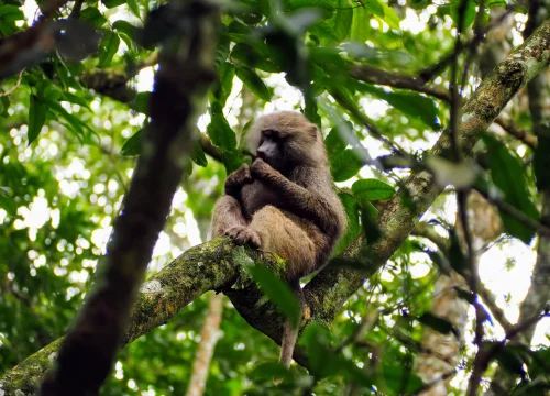 Arusha National Park Day Trip