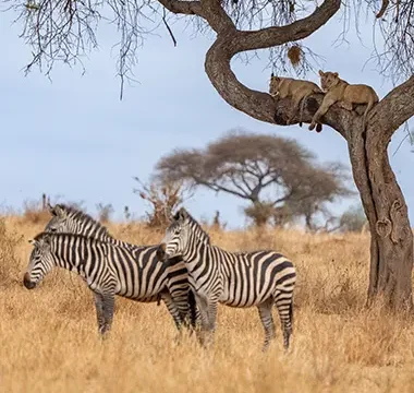 7-Days Romantic Wedding Safari Tanzania