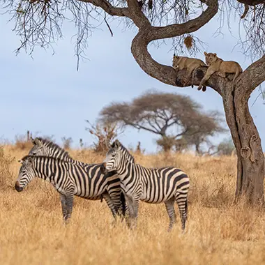 Arusha National Park Day Trip