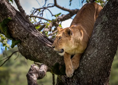 Lake Manyara National Park