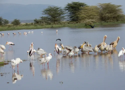 Lake Manyara National Park Day Trip