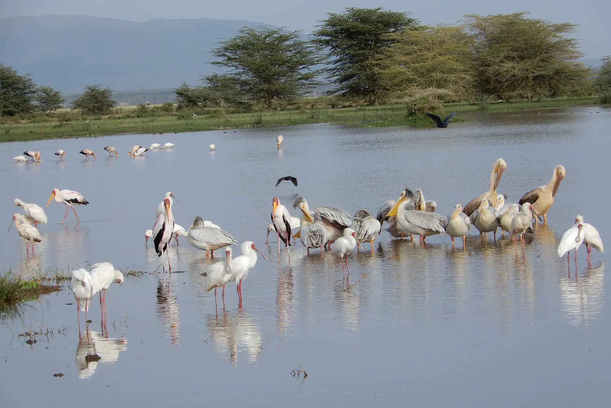 Lake Manyara National Park Day Trip
