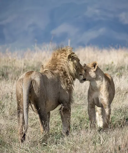 Lake Manyara National Park Day Trip