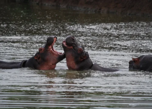 Mikumi National Park