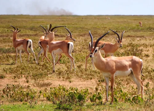 Ngorongoro Conservation Area