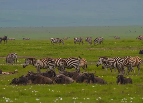 Ngorongoro Crater Day Trip