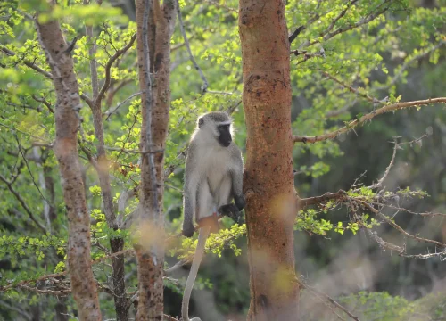 Saadani National Park