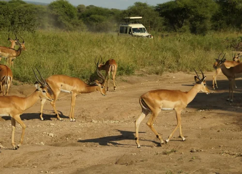 Tarangire National Park Day Trip