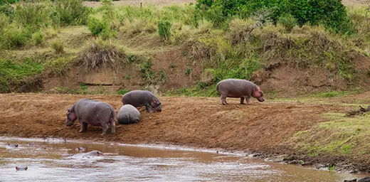 Tarangire National Park Day Trip